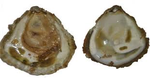 Image result for Bonamia