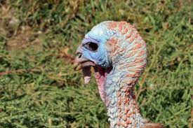 Four Of The World S Dumbest Animals Neatorama