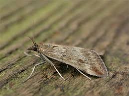 Image result for Pyrausta despicata