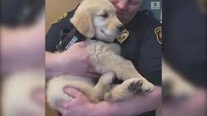 Maybe you would like to learn more about one of these? Pittsburgh Police Welcome Golden Retriever Puppy To Force Video Abc News