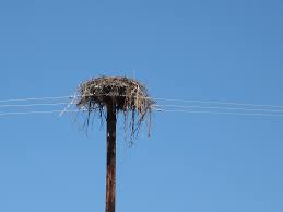 Always free shipping for purchases of over $100 before taxes. Ospreys Have Started Nesting Along The San Francisco Bay