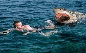 Officials said two kayakers paddled into the area and pulled holowach from the. Sharks In Cancun Great White Shark Attack White Sharks Shark Attack