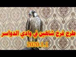 طرح فرخ شاهين وادي الدواسر 2020 1 1 youtube falcon hunting painting falcons