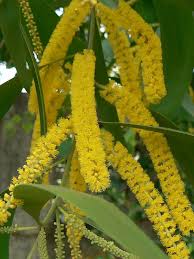 Image result for Acacia auriculiformis