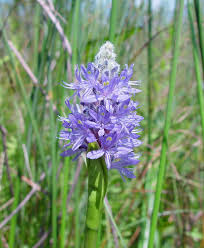 Image result for Pontederiaceae