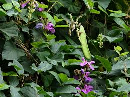 Image result for Canavalia