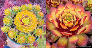 les sempervivums et joubardes - Page 6 Images?q=tbn:ANd9GcRKv4OLJu-XylckfYA6-bojdq2Vbi8SSWkySw&usqp=CAU