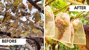Image result for pruning grapes on a pergola