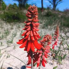 Image result for Stathmostelma fornicatum