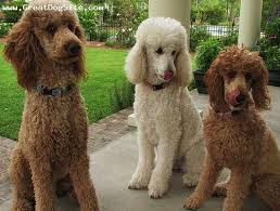 Black And White Standard Poodle Puppies For Sale A Photo Of A 1 Year Old Brown And White Standard Poodle My Friends Poodles Greatdogsite Com Standard Poodle Poodle Puppy Black Standard Poodle