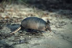 Three-Banded Armadillo | San Diego Zoo Wildlife Explorers