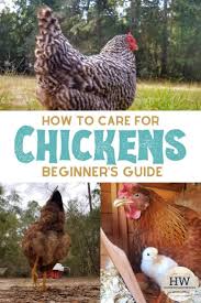 The seeds should sprout within three weeks. How To Care For Chickens Chickens Beginners Guide Chickens Backyard Pet Chickens Chickens