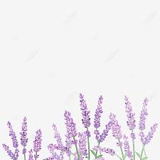 Including transparent png clip art, cartoon, icon, logo, silhouette, watercolors, outlines, etc. Lavender Flowers Lavender Material Png Transparent Image And Clipart For Free Download