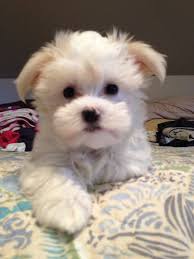 The maltese is an adorable small breed toy dog, often inappropriately called a teacup puppy. Lily Maltipoo Teacup Puppies Maltese Maltese Puppy Baby Animals