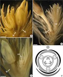 Image result for Mayaca baumii