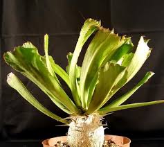 Image result for Euphorbia plenispina