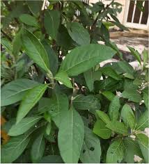 Image result for Vernonia amygdalina