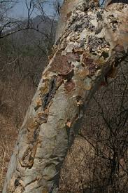 Image result for Albizia tanganyicensis