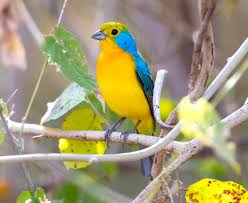 Image result for Passerina montana