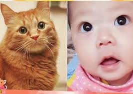 Chó Mèo Sau Khi Chết Có Được Đầu Thai Không? [Luân Hồi] » Hải Triều