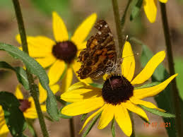 Image result for Pearsonia cajanifolia