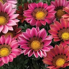 Image result for Gazania krebsiana