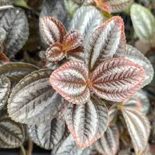 Image result for Pilea johnstonii