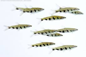 Espei = in honor of tropical fish importer/exporter, heinrich espe), commonly known as espe's pencilfish or barred pencilfish, is a freshwater species of fish belonging to the characin family lebiasinidae. Poglej Temo Nannostomus Posevcki