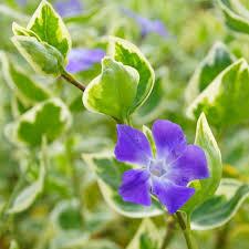 Our list of proven deer resistant annuals. Home Garden Seeds Bulbs Deer Resistant Vinca Mix Aka Periwinkle Old Fashioned Flower Seeds 40