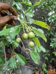 Image result for Manilkara sansibarensis