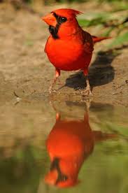 Brown Birds That Look Like Cardinals South Texas Birds Laurie Excell Cardinal Birds Beautiful Birds Pet Birds