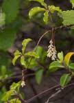Image result for Dioscorea quartiniana