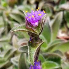 Image result for Cyanotis