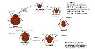 Whether it's for homes, commercial structures, or industry, you can choose an option to have either monthly. Https Www Ncsl Org Portals 1 Documents Environ Envhealth Bed Bug Pp 11 16 Pdf