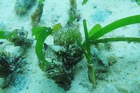 Image result for Thalassia hemprichii