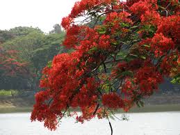 Maybe you would like to learn more about one of these? File India Bangalore 019 Beautiful Tree In Bloom 3280371575 Jpg Wikipedia