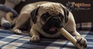 Puppies will come with health certificate and first shots. Pugs For Sale In New Jersey Information Pugs Home