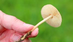 It is a good idea to wear gardening gloves before eradicating the mushrooms in case you have unknown allergies. 5 Reasons Mushrooms Are Growing In Potted Veggies Crate And Basket