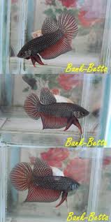 Pin On Fish