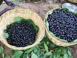 Another difference that is seen is that blackberry fruits grow on bushes and mulberry fruits in trees. Black Plum Jamun Jambul Fruit Benefits And Uses Fruit Benefits Fruit Diabetes Remedies
