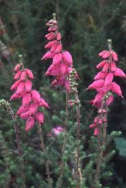 Image result for Erica pleiotricha