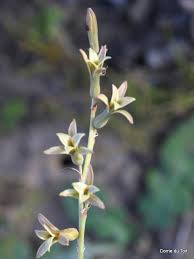 Image result for Dipcadi vaginatum