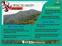 Rotan seel (daemonorops melanochaetes blume); Kementerian Tenaga Dan Sumber Asli On Twitter Geng Hiking Mesti Kenal Pokok Yang Ada Di Kawasan Pergunungan Kan Hutan Gunung Adalah Salah Satu Jenis Hutan Yang Ada Di Malaysia Uniknya Hutan Ini
