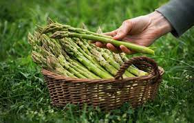 Protect your asparagus roots from garden pest plant garlic and stinging nettle in between your asparagus. What To Know About Growing Asparagus Food Storage Moms