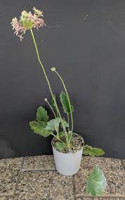 Image result for Pelargonium luridum