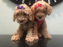 Find the perfect goldendoodle puppy for sale in florida, fl at puppyfind.com. F1b Mini Goldendoodle S For Sale In Jupiter Florida Classified Americanlisted Com