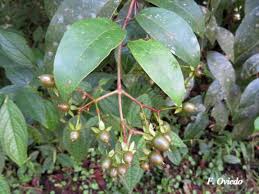 Image result for Vismia orientalis