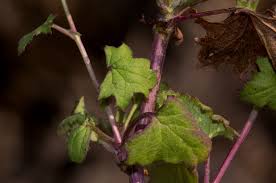 Image result for Cineraria deltoidea