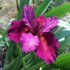 Check spelling or type a new query. Givhandys 4 In Potted Red Iris Velvet Elvis Louisiana Bog Marginal Aquatic Pond Plant Redvelvet Elvis The Home Depot