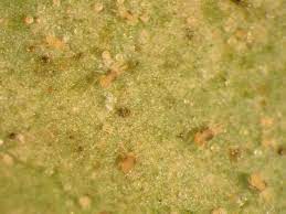 Check spelling or type a new query. Spider Mites Indoors